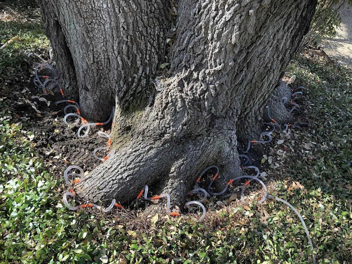 Detailed Tree Cabling and Bracing job site in Southmont