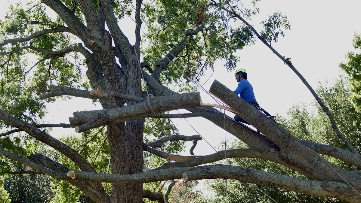 Professional Crown Thinning performed by certified arborists in Southmont