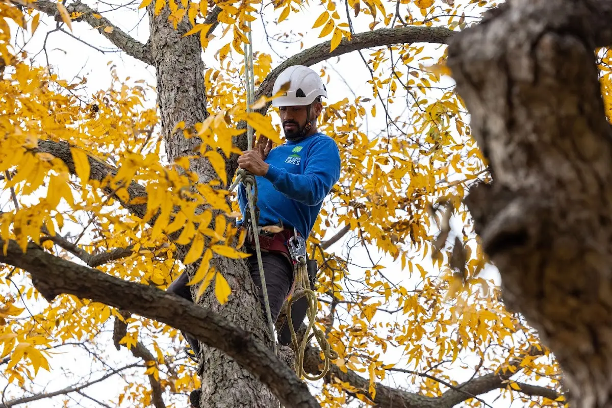 Skilled Tree Pruning crew working in Southmont